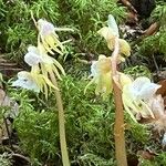 Epipogium aphyllum Costuma