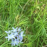 Amsonia ciliata Buveinė