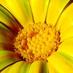 Calendula suffruticosa Квітка