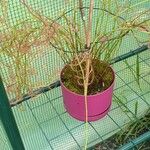 Drosera binata ᱥᱟᱠᱟᱢ