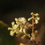 Monosis conferta Flor
