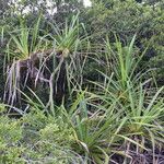 Pandanus belepensis Habitus