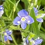 Veronica chamaedrysFlower