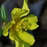 Helianthemum marifolium 花