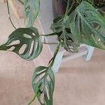 Monstera adansonii Lehti