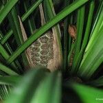 Pandanus letocartiorum Frucht