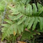 Polypodium vulgare Ліст