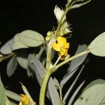 Senna uniflora Blüte