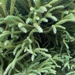 Cryptomeria japonicaLeaf