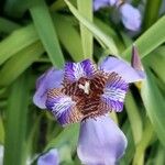 Trimezia coerulea Flower