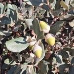 Quercus rotundifolia Fruit