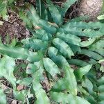 Dryopteris sieboldii Leaf