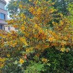 Fremontodendron mexicanum موطن