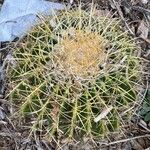 Ferocactus cylindraceus Foglia