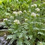 Cardamine amara Elinympäristö