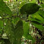 Antidesma vogelianum Leaf