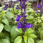 Salvia farinacea Blomst