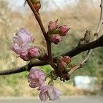 Prunus × subhirtella Кветка