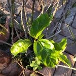 Passiflora alata Blatt