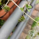 Medicago orbicularis Feuille