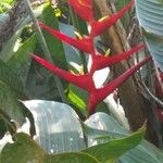 Heliconia farinosa Flor