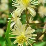 Clematis campestris Кветка