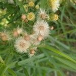 Conyza bonariensis Flower