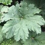 Gunnera tinctoriaLeaf