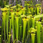 Sarracenia flava Habitatea