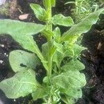 Nicotiana alata 整株植物