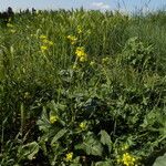 Sinapis arvensis Habitat