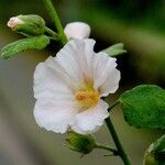 Alcea roseaFloare