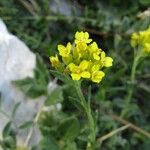 Alyssum pirinicum फूल