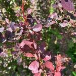 Berberis thunbergiiHostoa