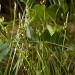 Carex alba Drugo