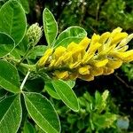 Laburnum alpinumBloem