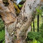 Melaleuca quinquenerviaAzala