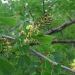 Haematoxylum campechianum Blatt