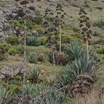 Agave fourcroydes Хабит