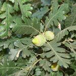 Quercus lobata Hoja