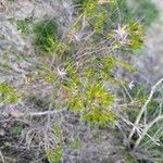 Calectasia narragara Flower