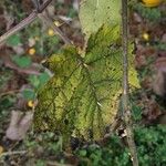 Solanum viarum Листок