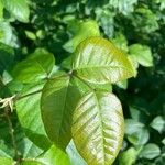 Toxicodendron radicans Leaf