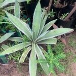 Agave vivipara 葉