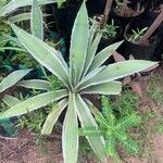 Agave vivipara Deilen