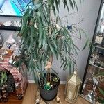 Ficus spp. Листок