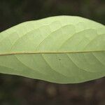 Aniba panurensis Leaf