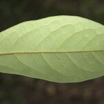 Aniba panurensis Hoja