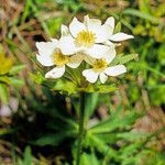 Anemone narcissiflora Квітка