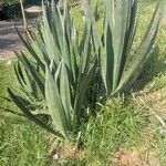 Agave sisalana 葉
